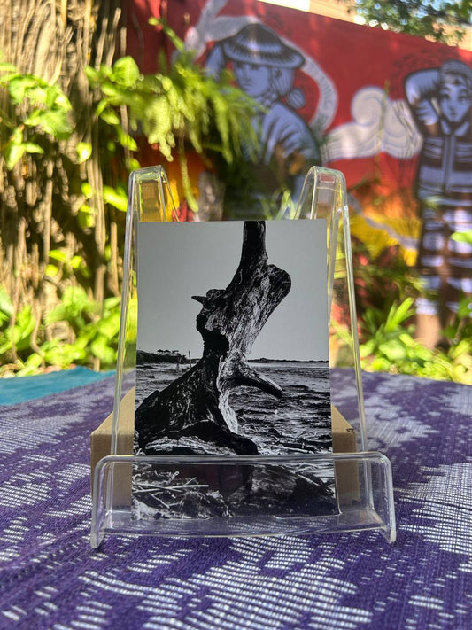 Dead Tree Postcard